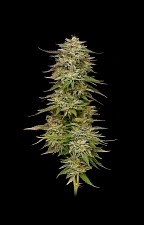 Golden Sands fem (HmbS) (3 шт.)