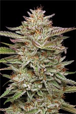 Banana OG Auto autofem (HmbS) (5 шт.)
