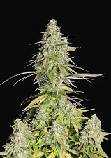 Girl Scout Cookies / Cookies Auto autofem (FsBd) (10 шт.)