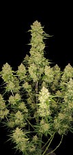Guava Auto autofem (FsBd) (3 шт.)