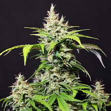 DC Cure 1:1 autofem (DctCh)  (3 шт.)