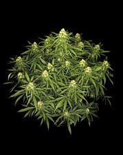 Sour Jealousy Auto autofem (FsBd) (1 шт.)