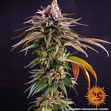 Kush Mintz fem (Brn) (3 шт. уцінка 22-23 рік)