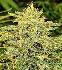 Lord Kush (Delicious Seeds) - 3шт.