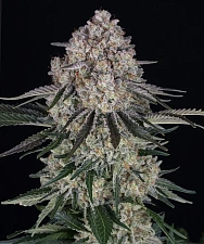 Sour Diesel Auto autofem (Brn) (10 шт.)