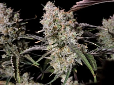 Gorilla Zkittlez Auto autofem (FsBd) (10 шт.)