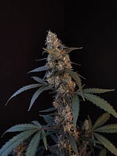 Original Auto BubbleGum autofem (FsBd) (1 шт.)