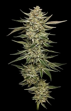 OG Triploid Auto autofem (HmbS) (3 шт.)