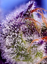 Diablo’s Delight XL Auto autofem (SwS) (3+1 шт.)