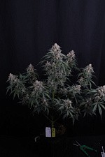 GMO Auto autofem (FsBd) (10 шт.)