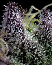 Apple Fritter fem (Brn) (3 шт.)