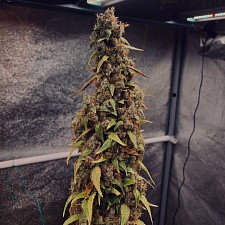 Sour Puffs fem (DctCh) (3 шт.)