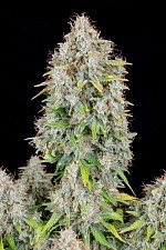 Original Auto Cinderella autofem (FsBd) (5 шт.)