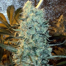 Power Plant feminised Ganja Seeds (1 шт.)