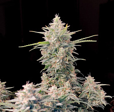 Original Auto Skunk autofem (FsBd) (5 шт.)