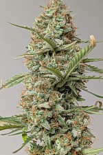 Z-Up Auto autofem (FsBd) (10 шт.)