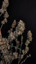 Original Auto Cheese autofem (FsBd) (10 шт.)