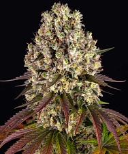 Sour Diesel fem (Brn) (3 шт.)