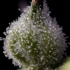 Mendo Breath fem (Brn) (10 шт.)