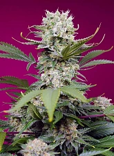 Sweet Mandarine Zkittlez XL Auto autofem (SwS) (25 шт.)