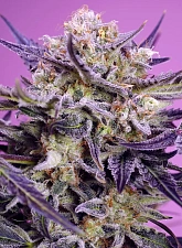 Pink Guava F1 Fast Version fem (SwS) (3+1 шт.)