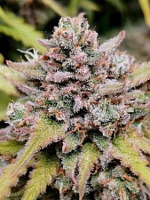 Original Auto Amnesia Haze autofem (FsBd) (3 шт.)