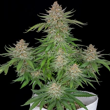 Strawberry Pie Auto autofem (FsBd) (10 шт.)