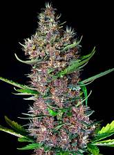 Red Poison Auto autofem (SwS) (3+1 шт.)