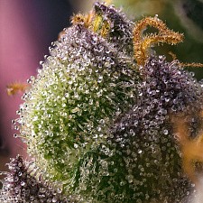 Hindu Kush fem (Brn) (3 шт.)
