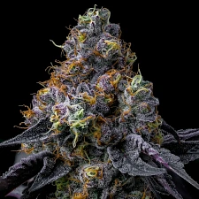 Rainbow Sherbet fem (Brn) (5 шт.)