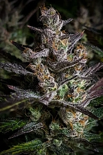 Fastberry Auto autofem (FsBd) (10 шт.)