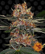 Purple Punch Auto autofem (Brn) (3 шт. уцінка 22-23 рік.)