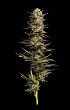 California Octane fem (HmbS) (3 шт.)