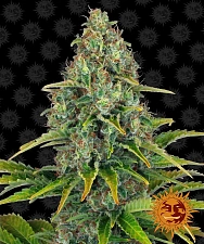 Blueberry Cheese Auto (Blue Cheese Auto) autofem (Brn) (10 шт.)