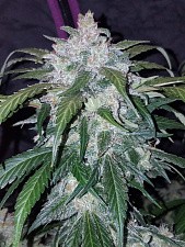Tangie Auto / Tangie’matic autofem (FsBd) (3 шт.)