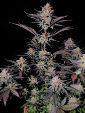 Guava Sundae Auto autofem (FsBd) (5 шт.)
