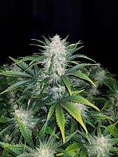 Rhino Ryder autofem (FsBd) (3 шт.)
