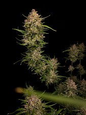 Guava Auto autofem (FsBd) (5 шт.)