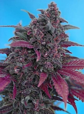 Dark Devil Auto autofem (SwS) (25 шт.)