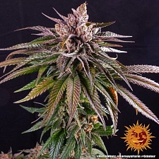 Kush Mintz fem (Brn) (1 шт. уцінка 22-23 рік)