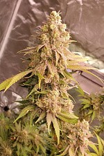 Lemon Mandarin fem (FsBd) (3 шт.)