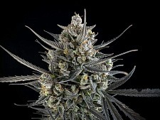 Pound Cake Auto autofem (FsBd) (5 шт.)