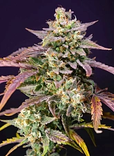 Purple Punch OG XL Auto autofem (SwS) (25 шт.)
