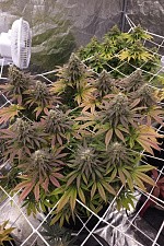 Lemon Mandarin fem (FsBd) (1 шт.)