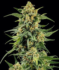 Skunk #1 fem (Brn) (1 шт.)