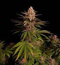 Purple Lemonade FF (FsBd) (3 шт.)