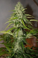 Grapefruit Matic autofem (FsBd) (3 шт.)