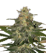 Auto Mazar genetics autofem (IZI) (3+1 шт.)