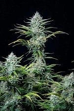 Original Auto White Widow autofem (FsBd) (5 шт.)