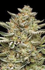 OG Triploid Auto autofem (HmbS) (5 шт.)